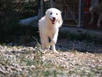 cucciolo bianco 